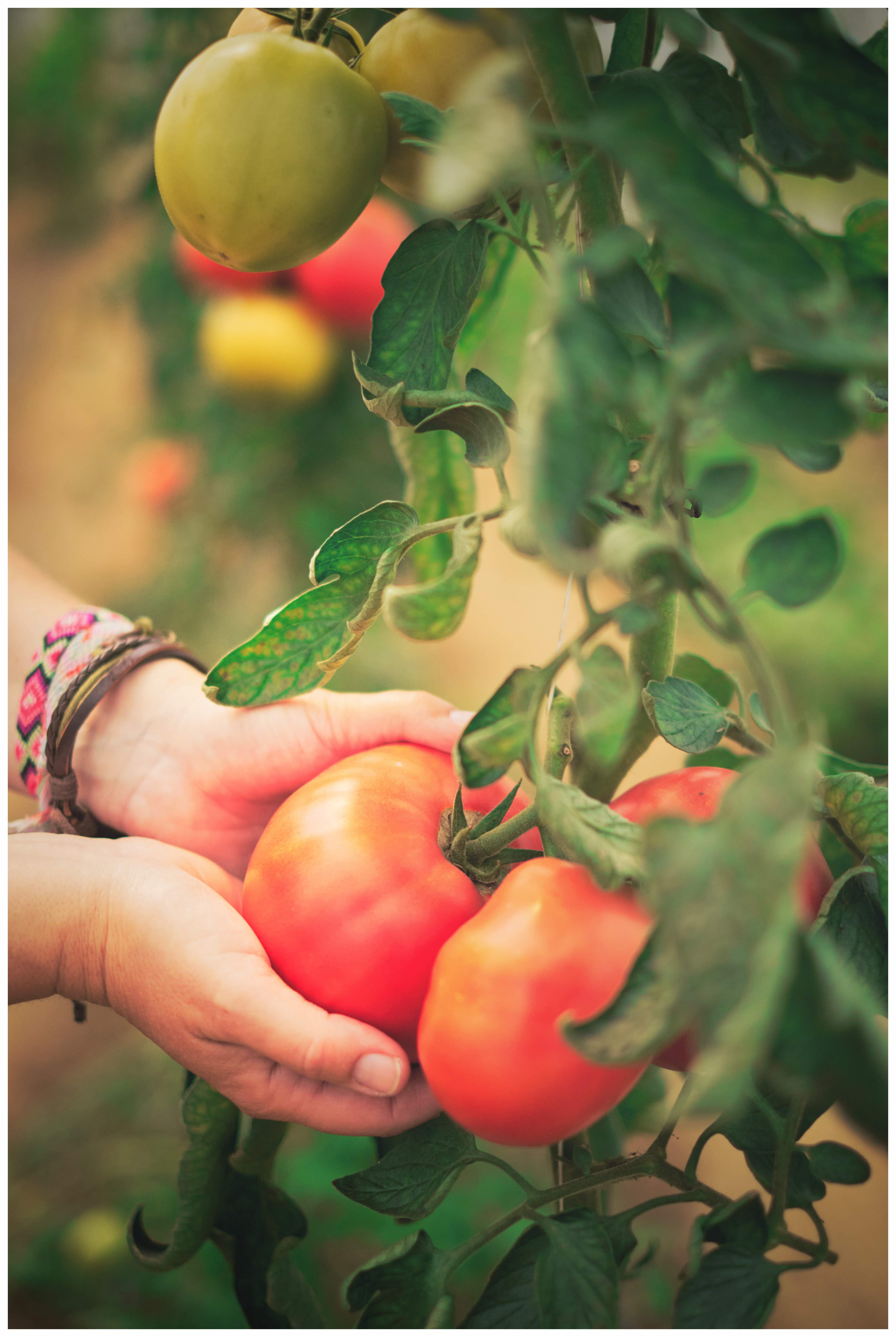tomates dans les mains