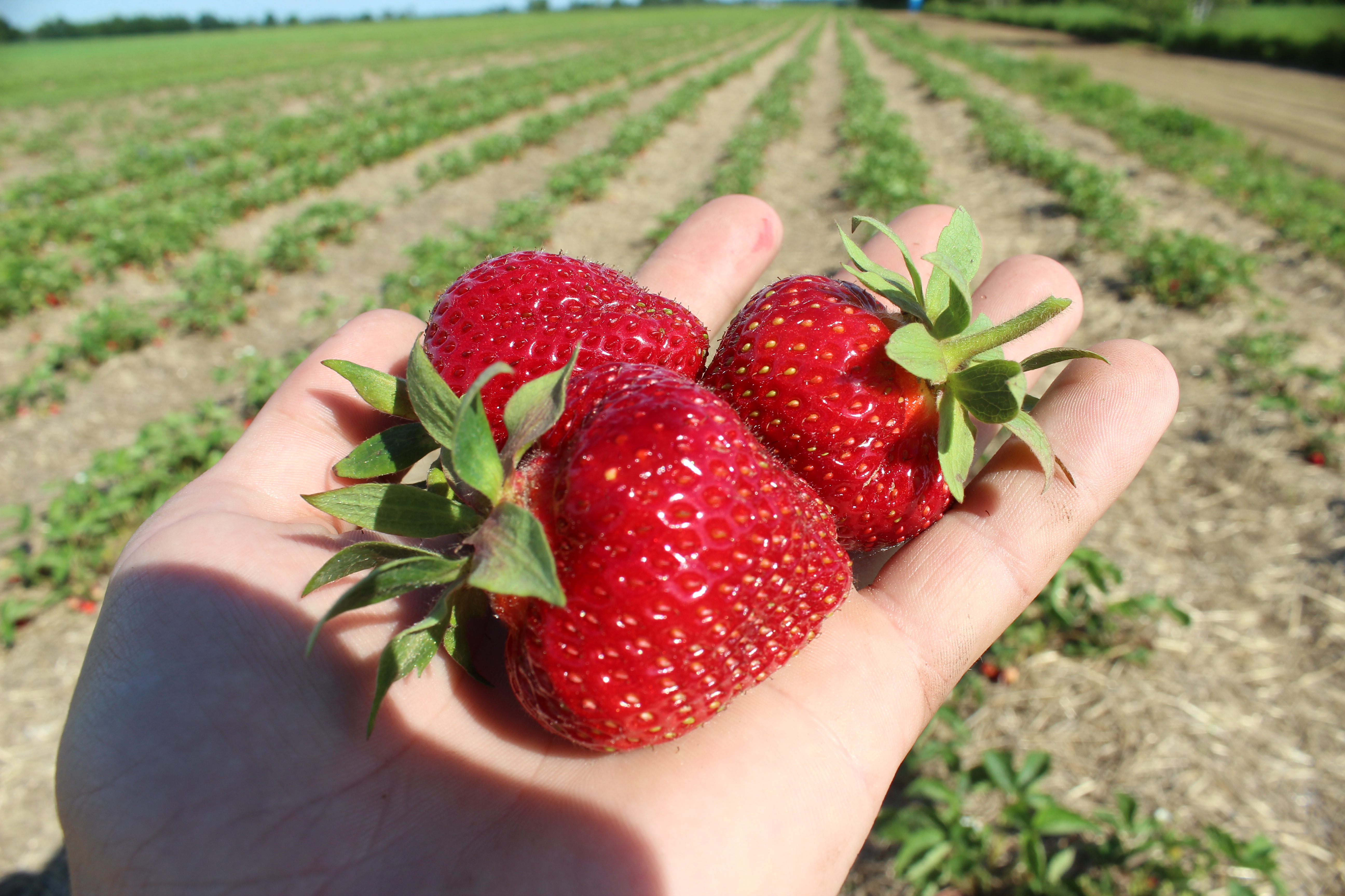 fraises