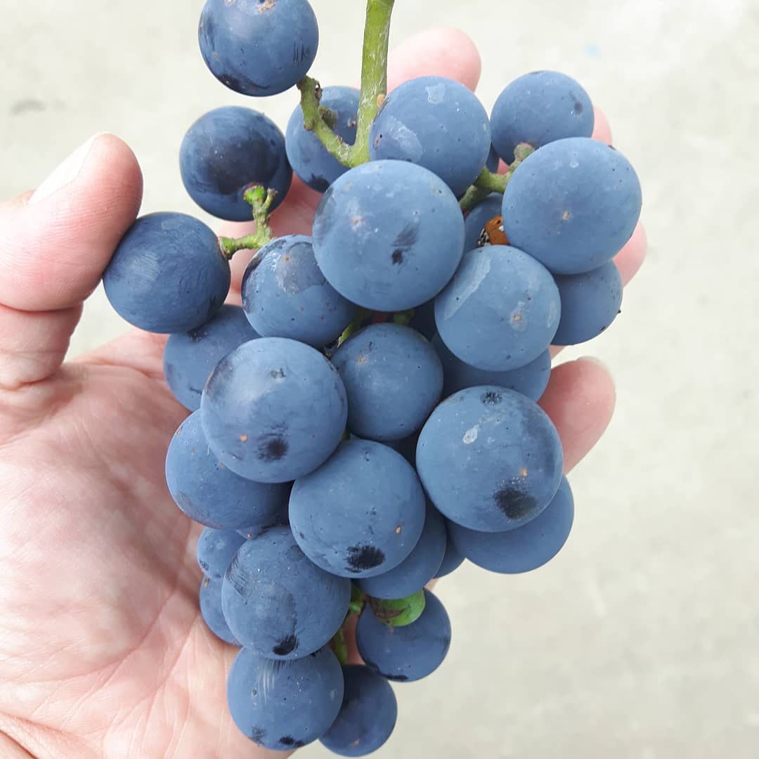 raisins bleus