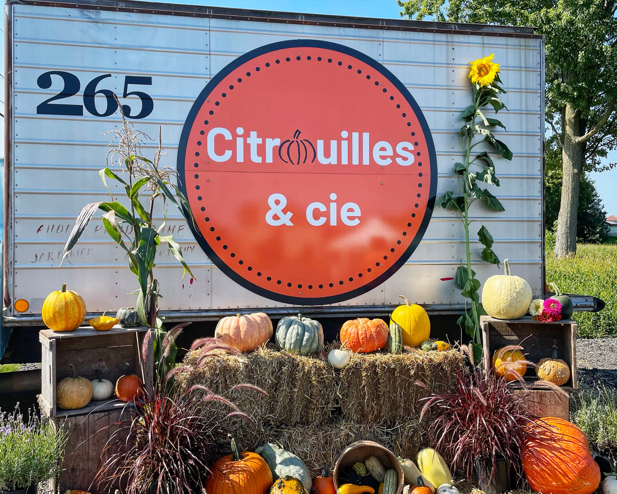 citrouilles