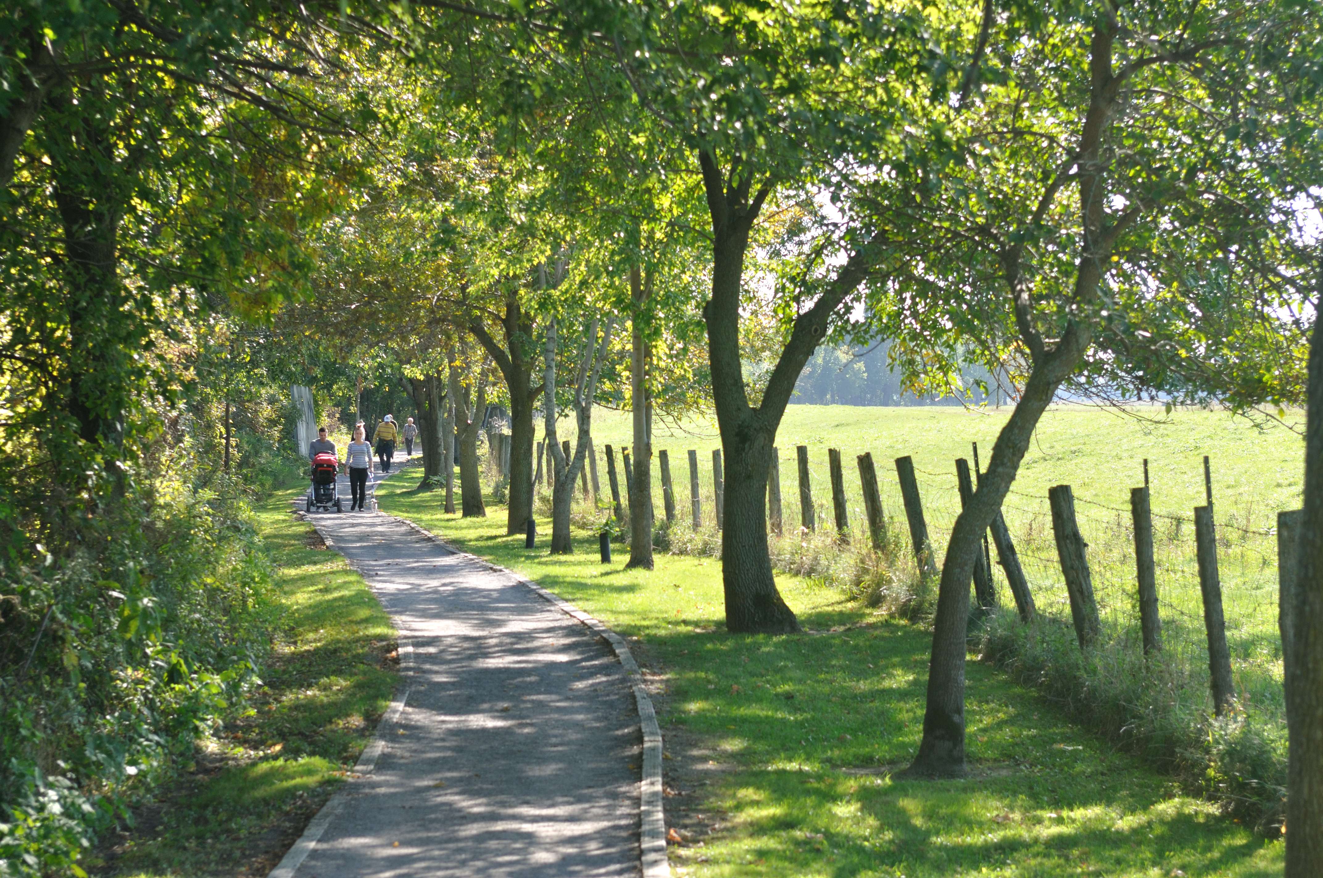 Sentier de randonnée ombragé près d'un champ avec des gens marchant au loin