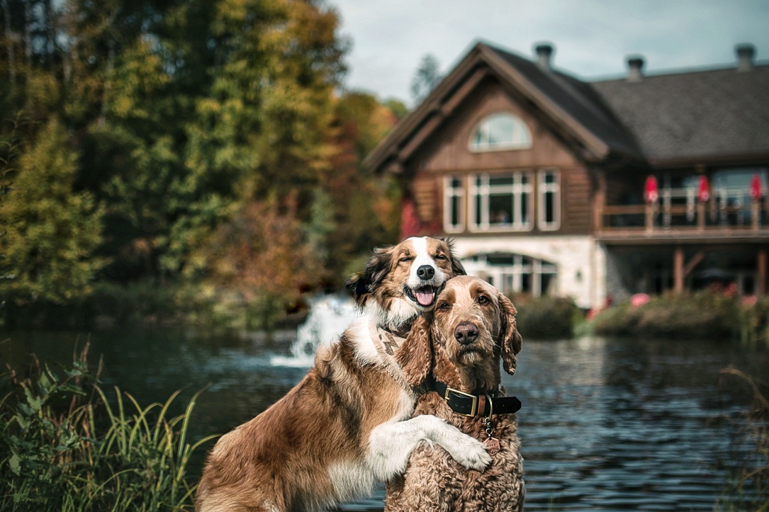 chiens