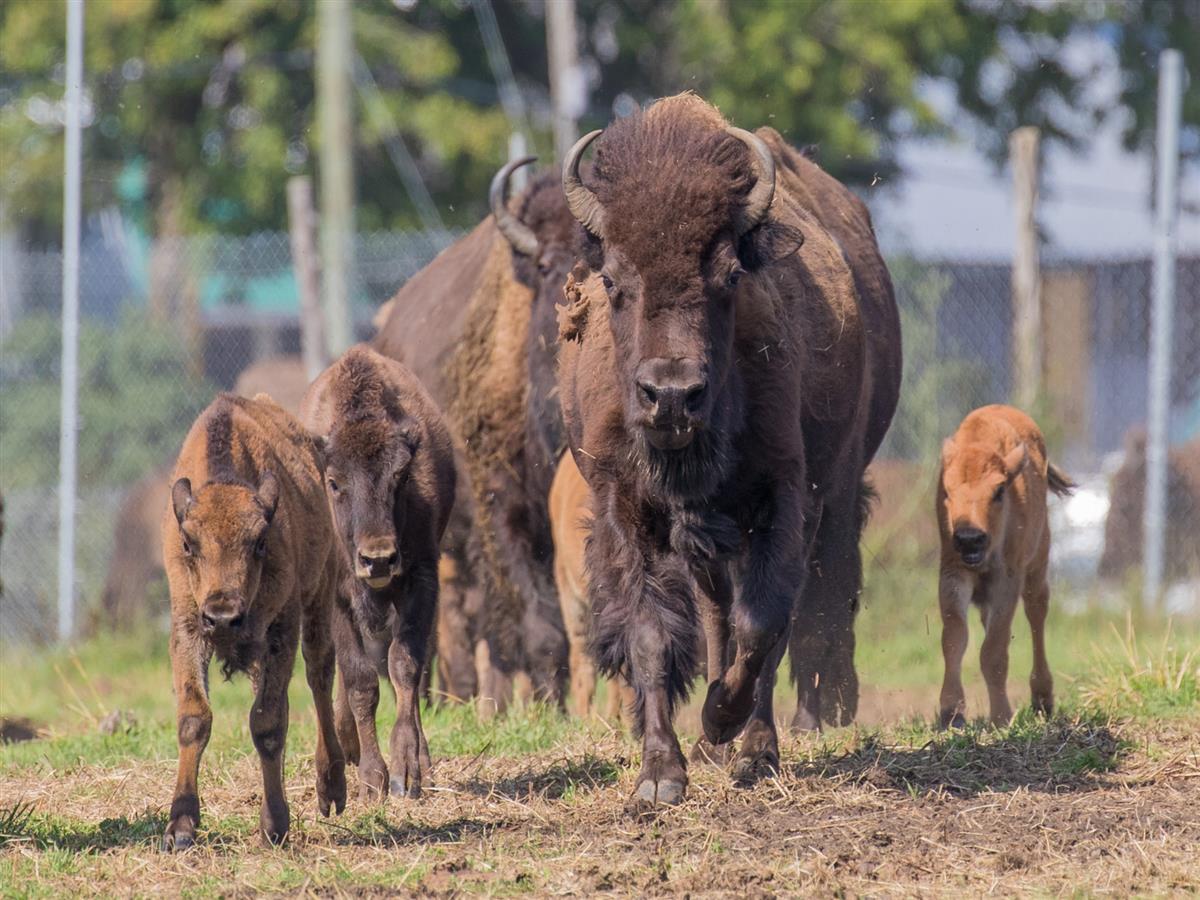 Bisons