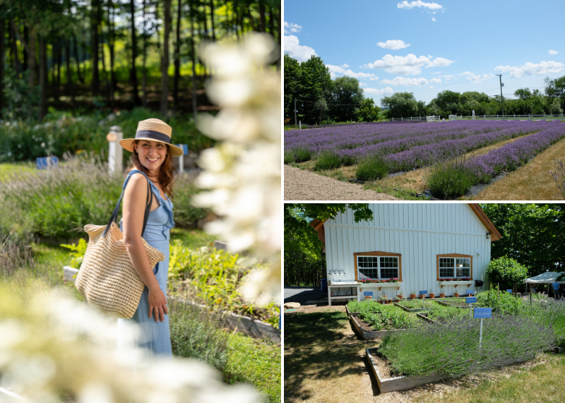 Jardins arômes et saveurs lavande