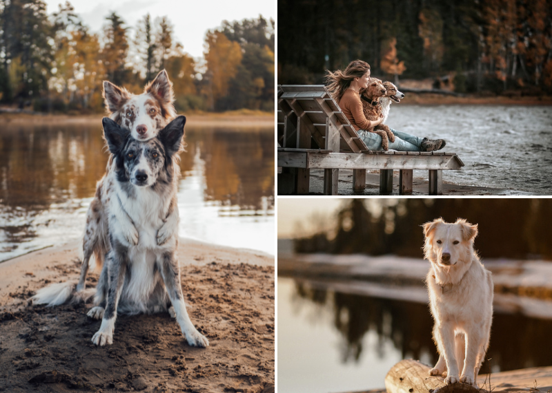 chiens sur la plage