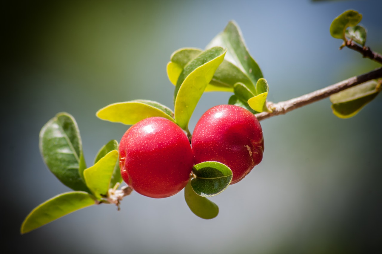 Cerises